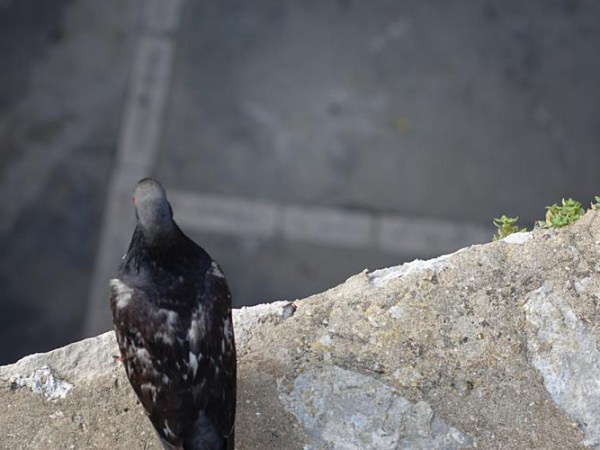 Beware of Pigeons: The Reality of Leading from Below in&nbsp;Business